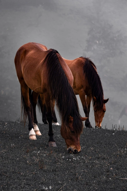 two horses stand on top of a hill together