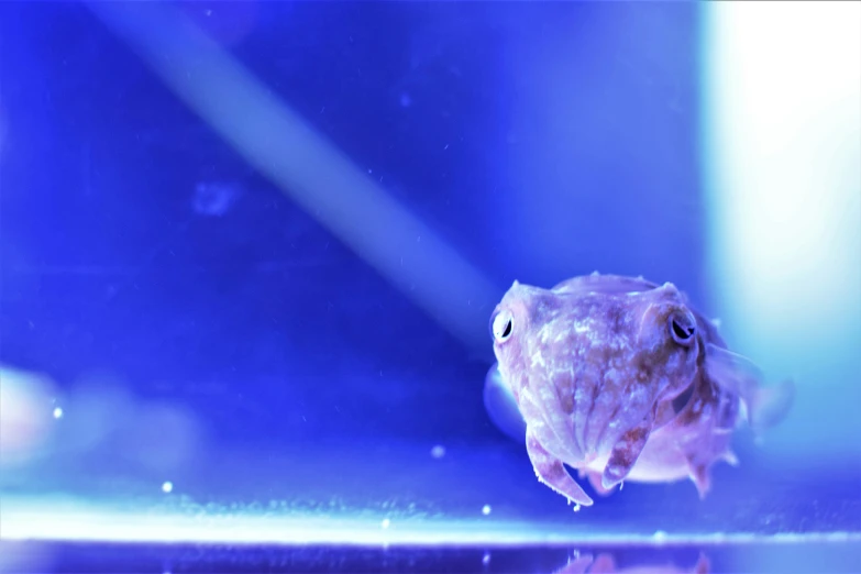 a yellow pufferfish is shown swimming in an aquarium