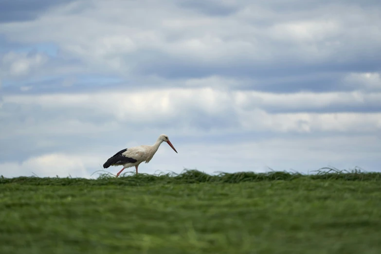 a white bird is walking through a grassy field