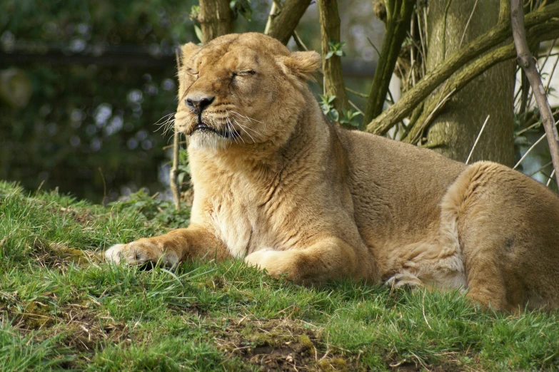 a large lion is laying in the grass