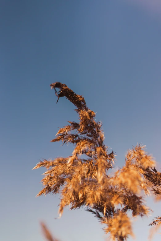 a bird perched on a tree nch with clear sky