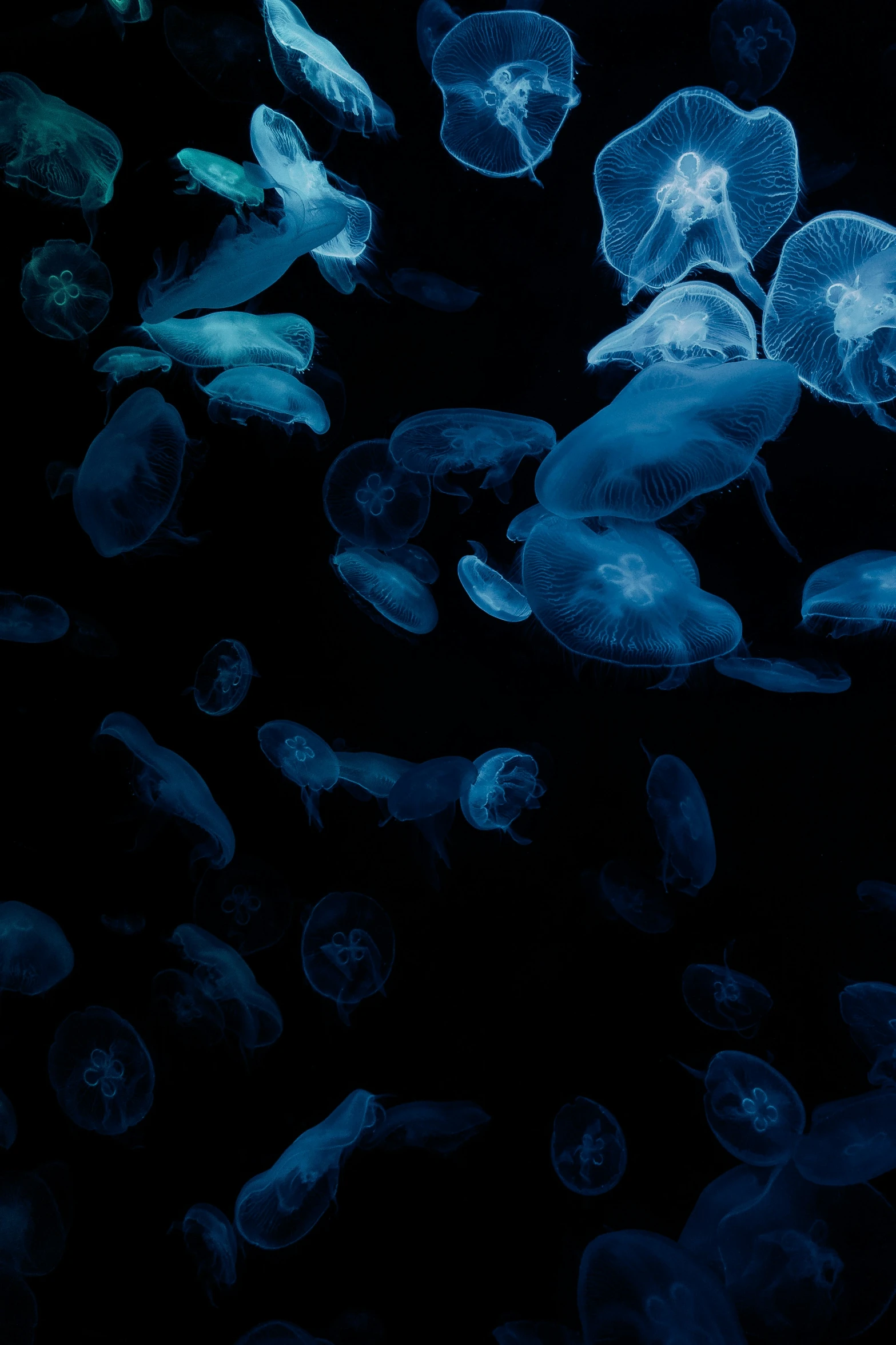 many clear jelly fish swim together in the ocean