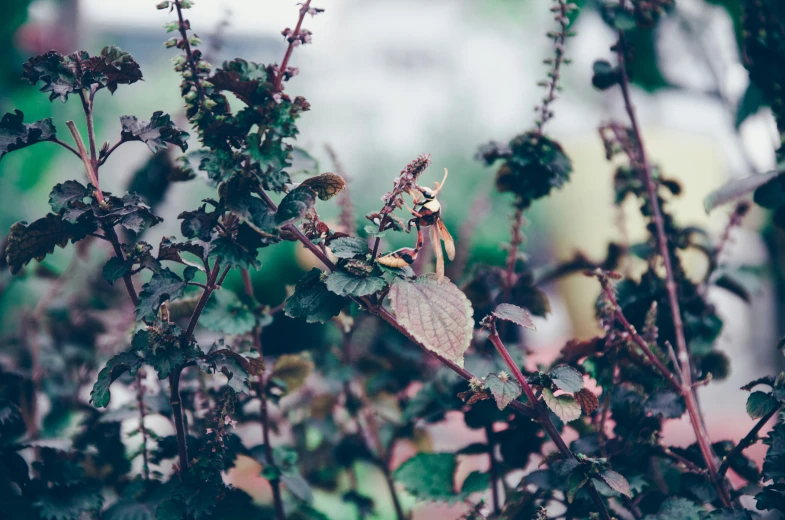 a leaf on a tree in the rain