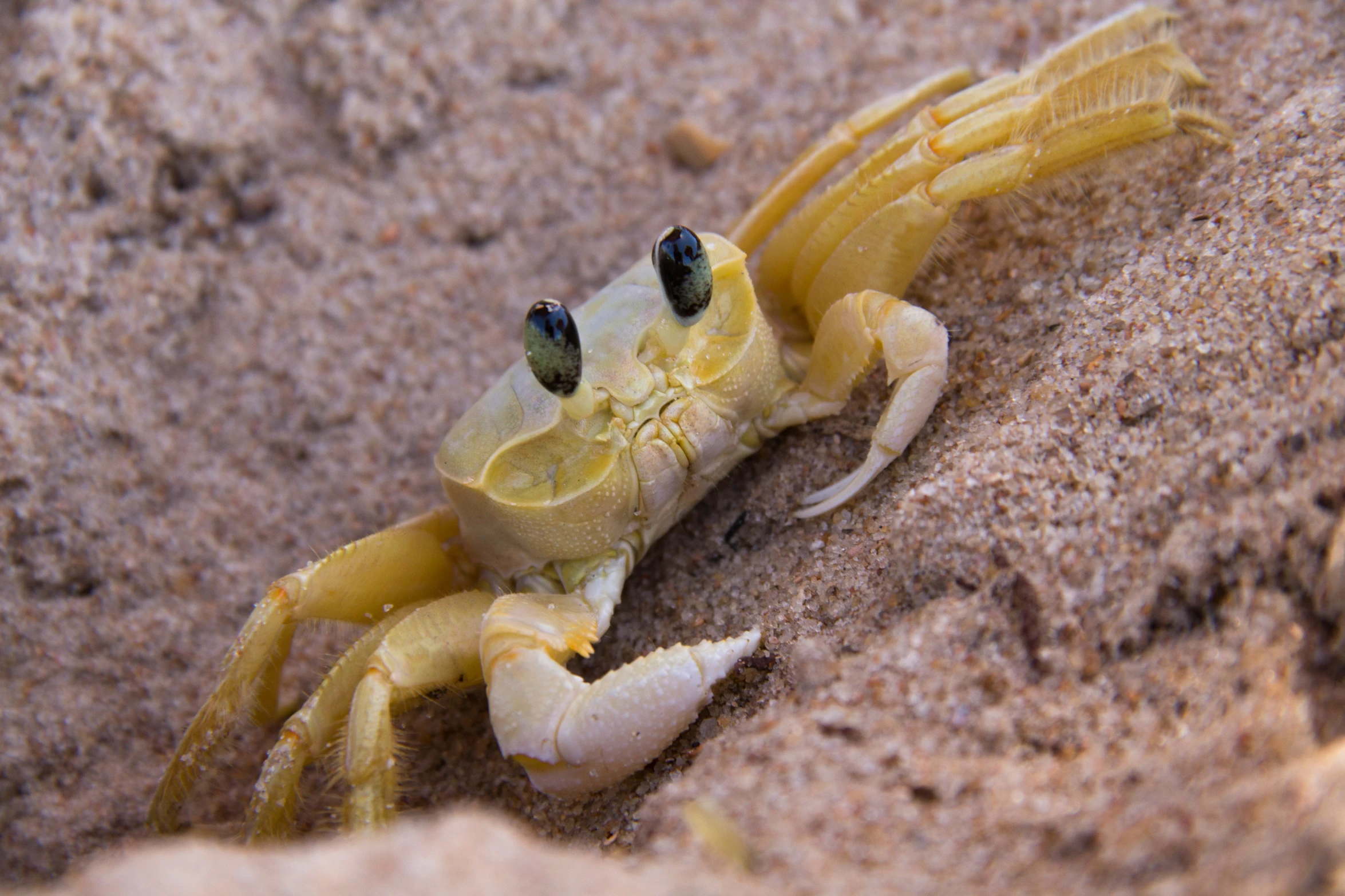 a yellow crab is sitting on the ground