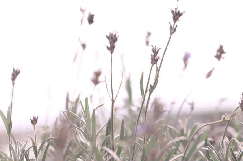 closeup of a small flower growing next to grass