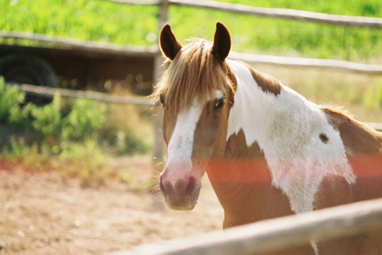 an orange and white horse is looking over a fence