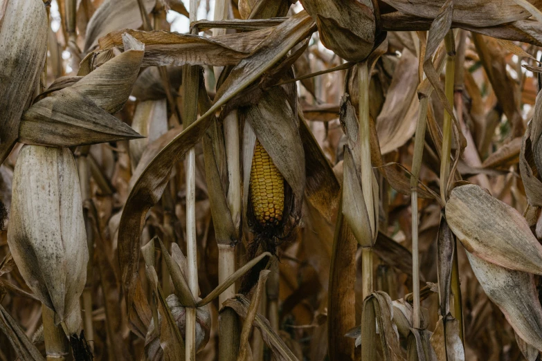 an image of a corn cob growing in the field