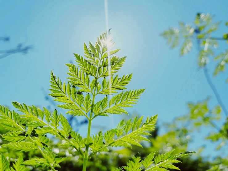 a leafy green tree in front of a blue sky