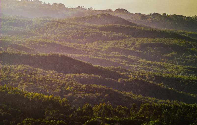 there are many different trees on a hill