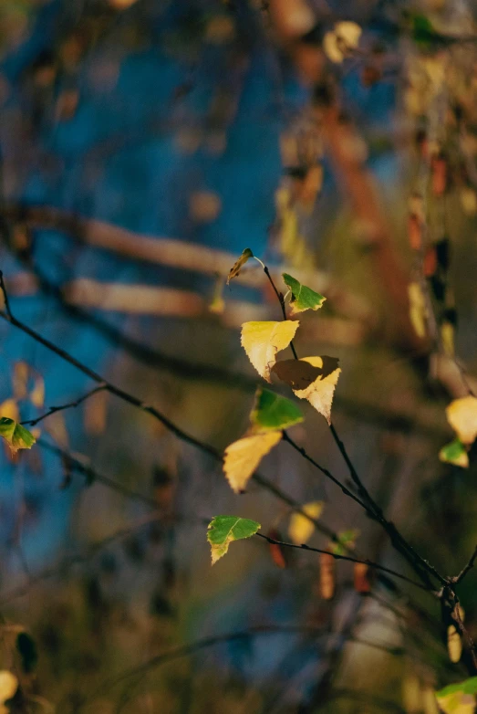 leaves on a twig next to water in the woods