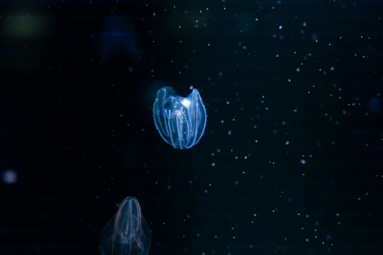 a close up s of a jellyfish swimming in the water
