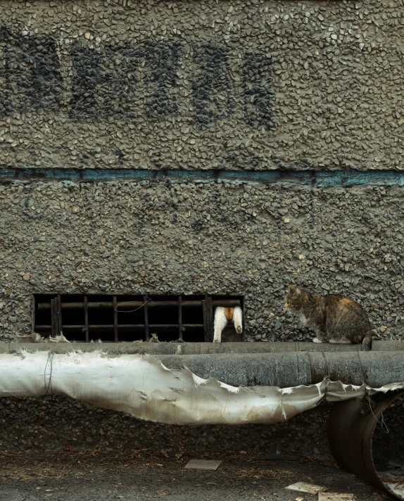 the two animals are on the roof of the building