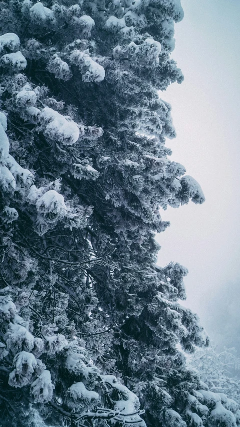 snowy trees in the mountains at a foggy day