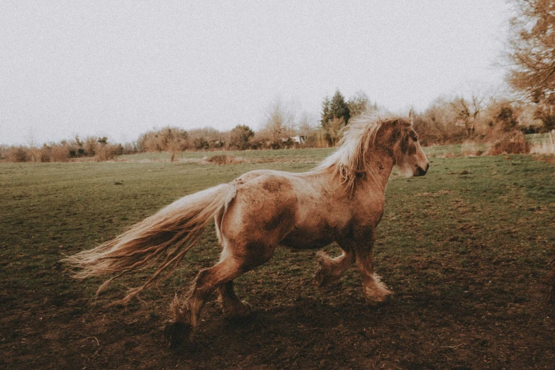 a horse running in an open field with trees