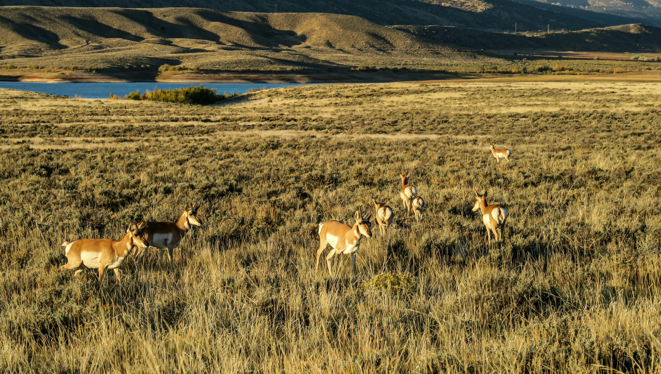 a herd of deer standing on top of a dry grass covered field