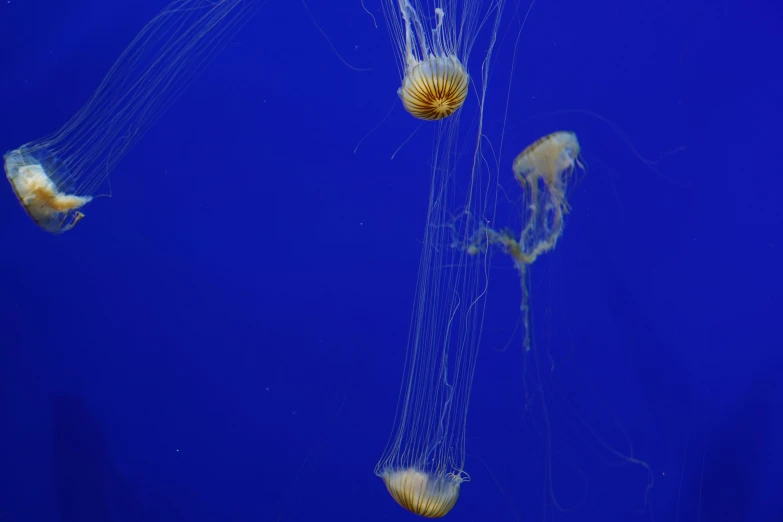 three jellyfish swimming side by side together in the blue water