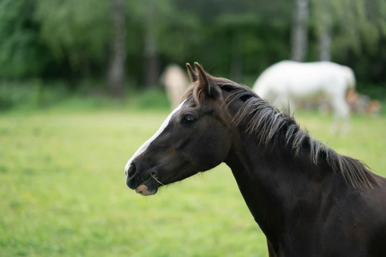 a horse in the middle of an open field with other horses nearby