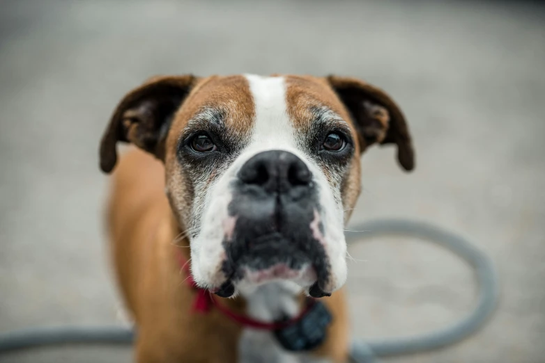 a dog sitting on a grey surface with a leash in its mouth