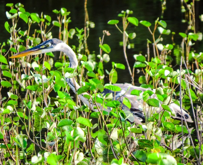 a bird is sitting in a bunch of plants