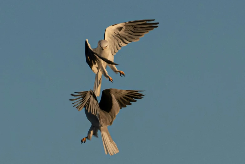 two birds flying through the air near each other