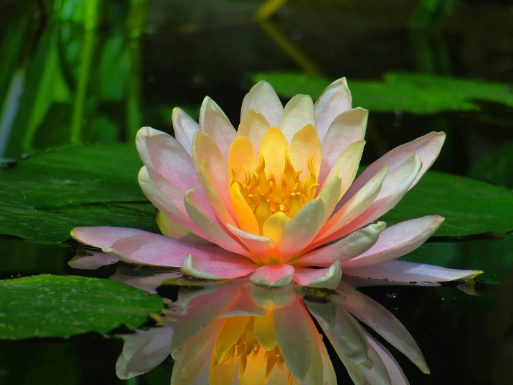 an orange and yellow flower in water in front of lily pads