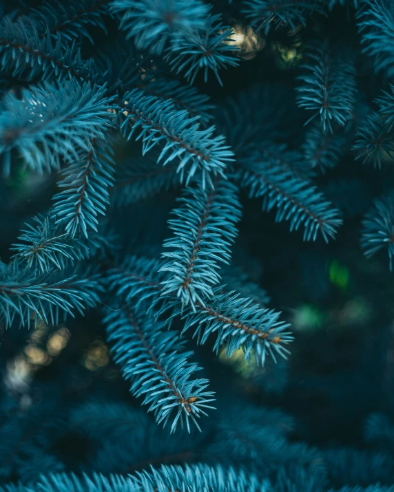 the nches of pine trees have been painted blue