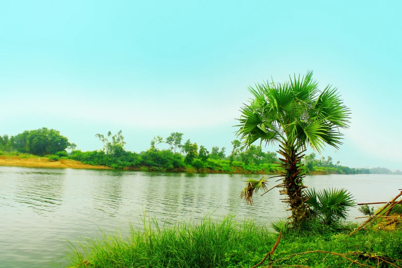 a small body of water with a lone palm tree next to it