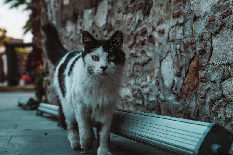 a cat standing next to a wall on a city street