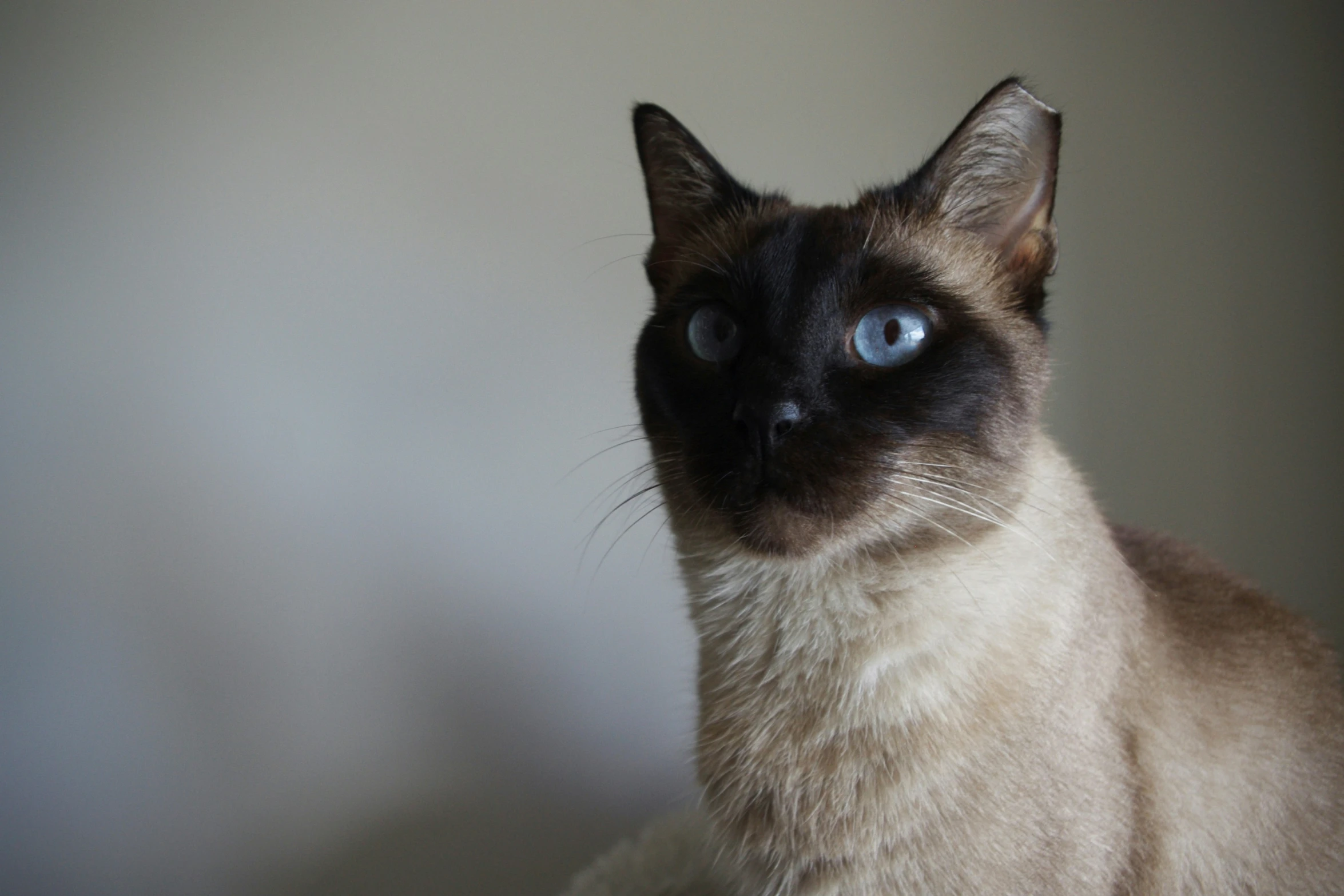 a cat with light blue eyes looking towards the right