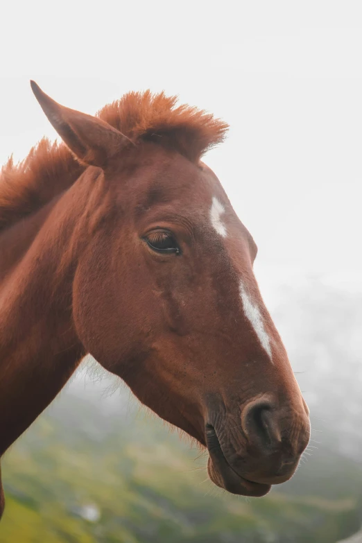 a closeup image of a horse with a blurry background