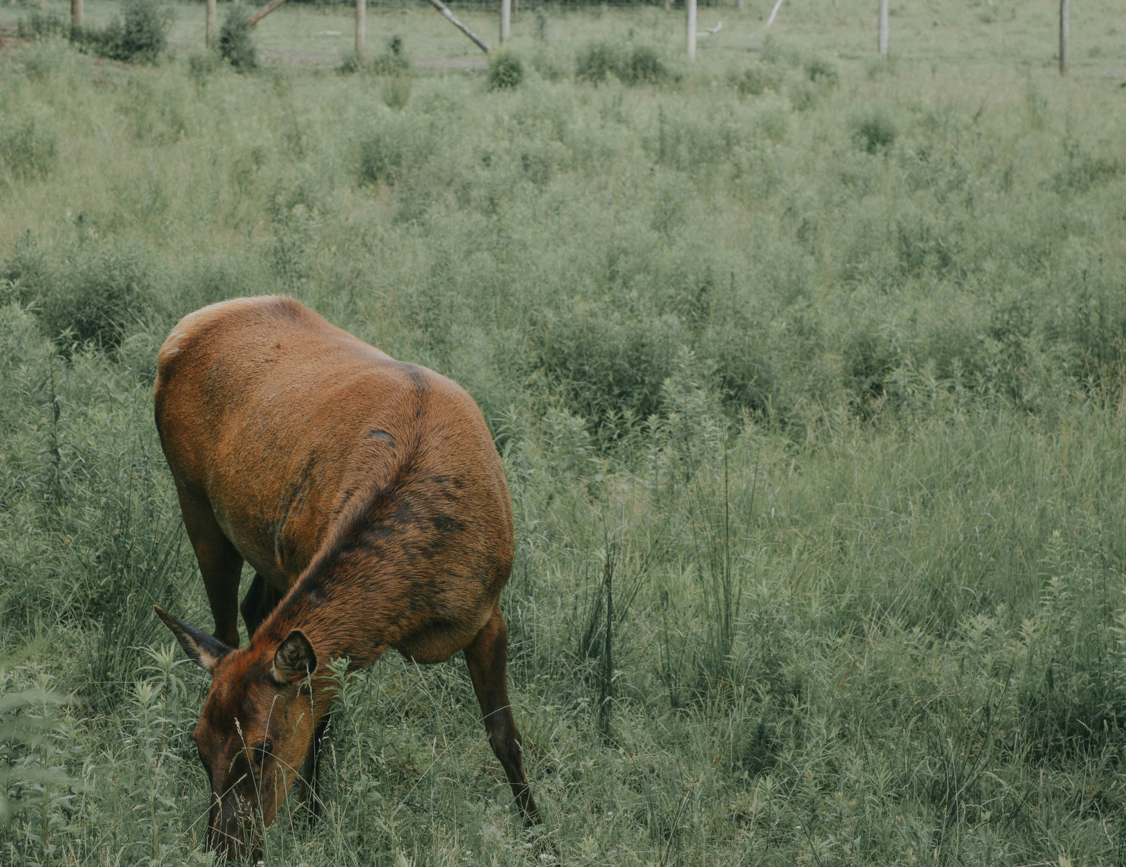 a small brown cow standing on top of a lush green field