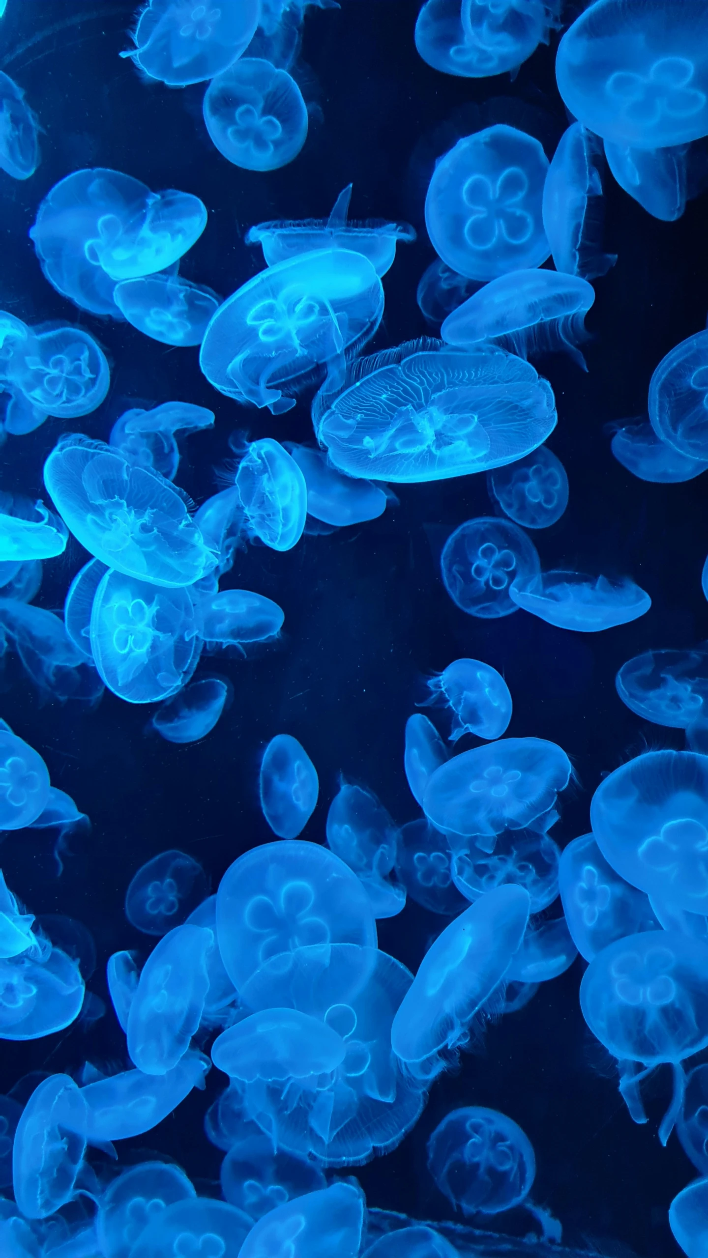 jellyfish in deep blue water swimming in the ocean