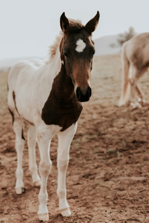the horse is brown and white in color