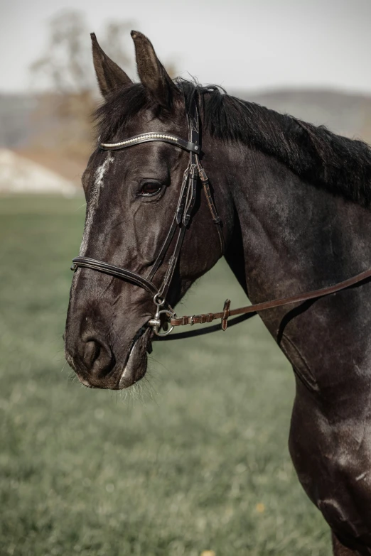 a close up of a horse in a field