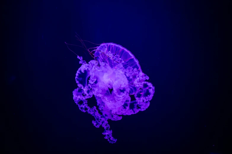 there is a purple jelly in the blue ocean
