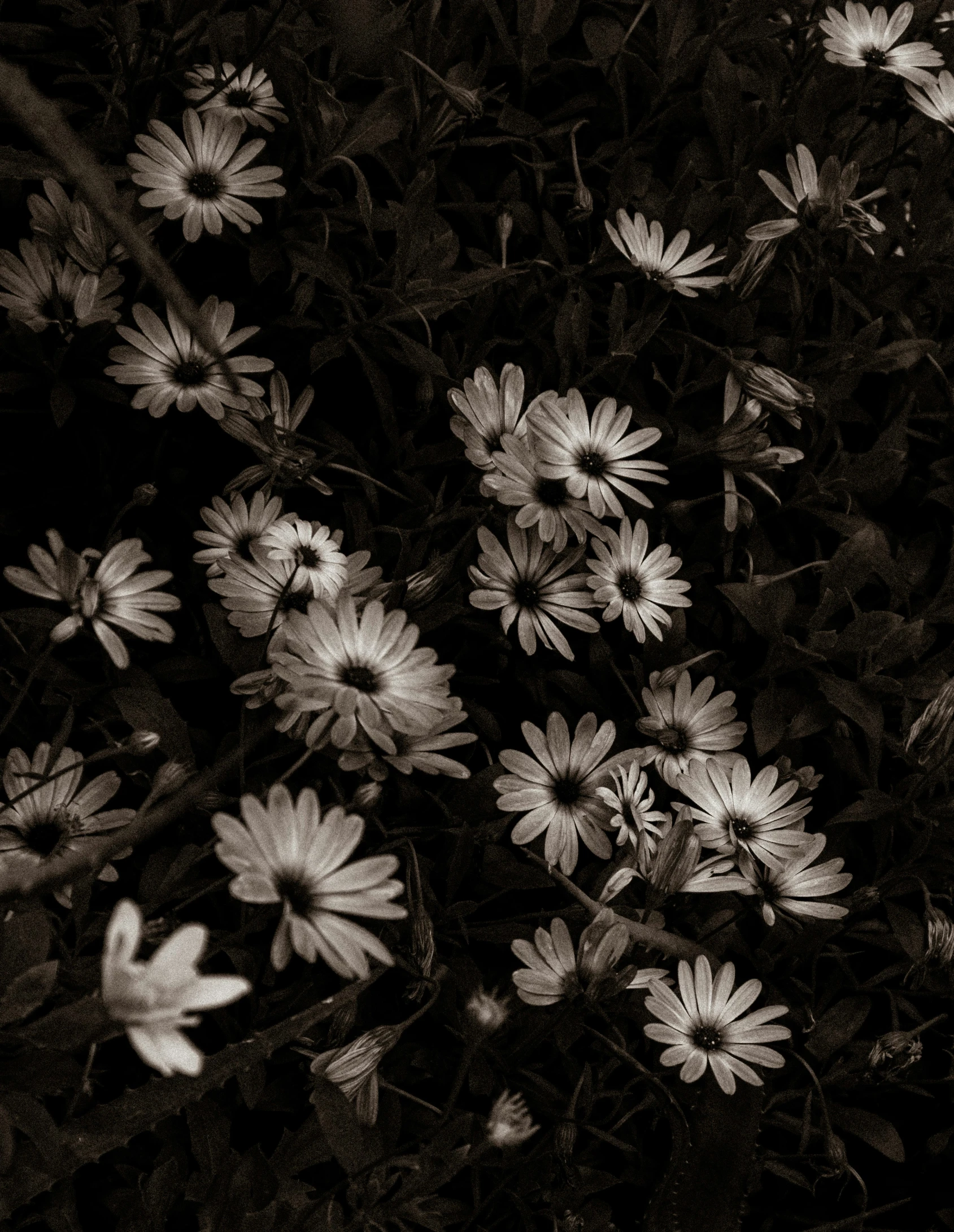 a black and white pograph of some daisies