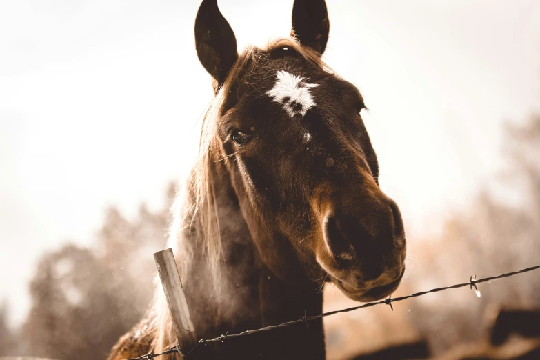 the horses is looking out over the fence