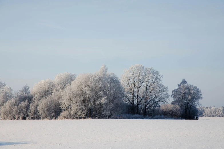 the snowy field is full of trees and trees covered with snow