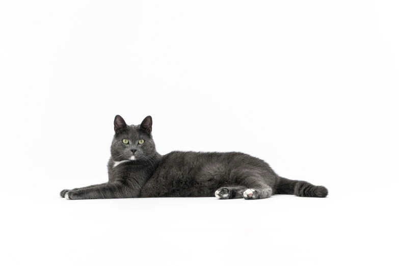 a black cat sitting on its side in front of white background