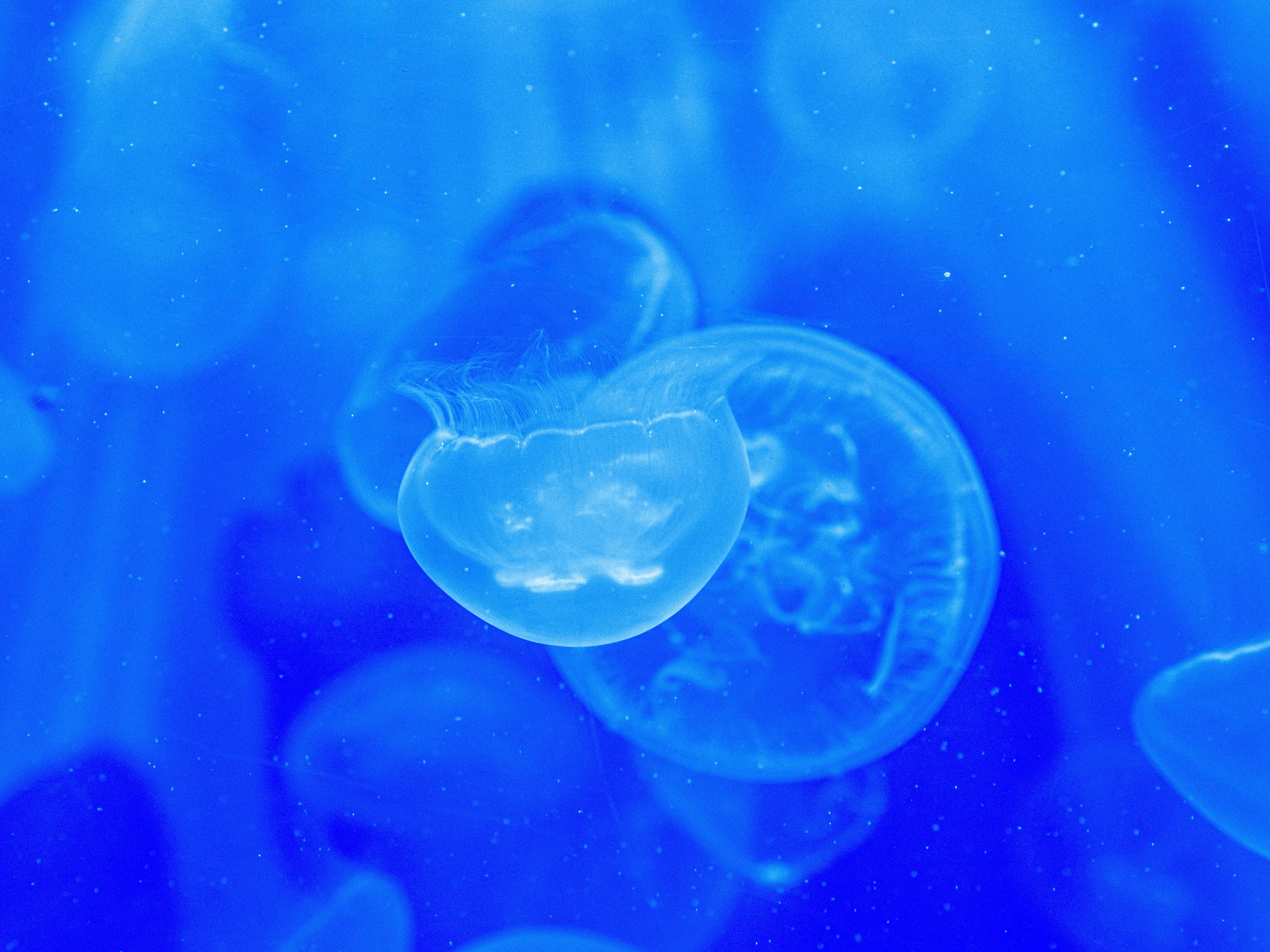 a jellyfish is swimming in the blue water