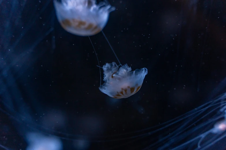 some jelly like items floating in water and some sort of thing in the air