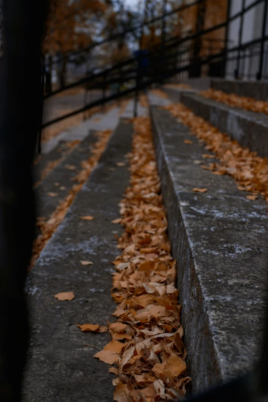 two steps are lined with leaves and a fence