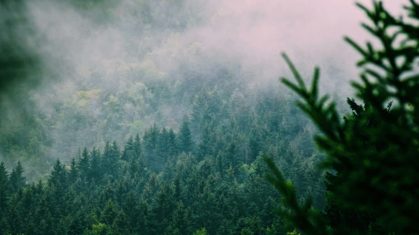 fog rolling in over a forest filled with tall pine trees