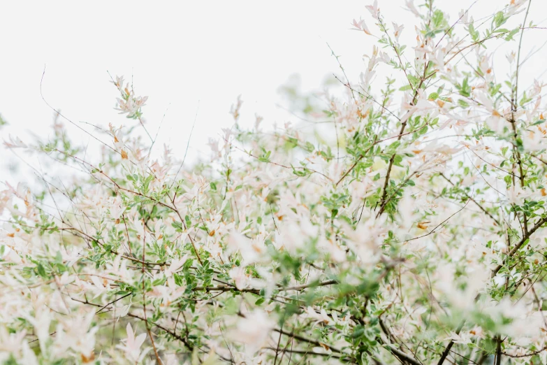 leaves are in bloom on a tree with white flowers