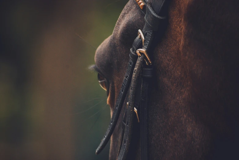 the horse has a bit of gold in its ears