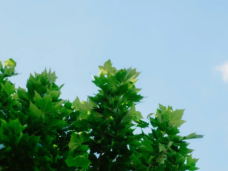 a bright blue sky with green leaves on the top of it