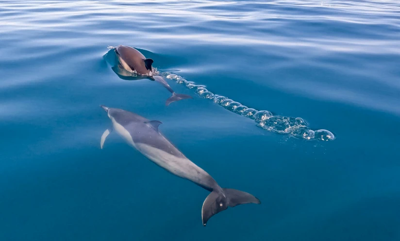 two dolphins playing in the water, one swimming