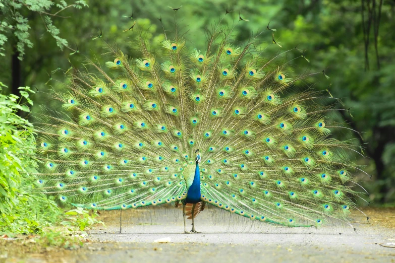 the peacock is looking for its next mate