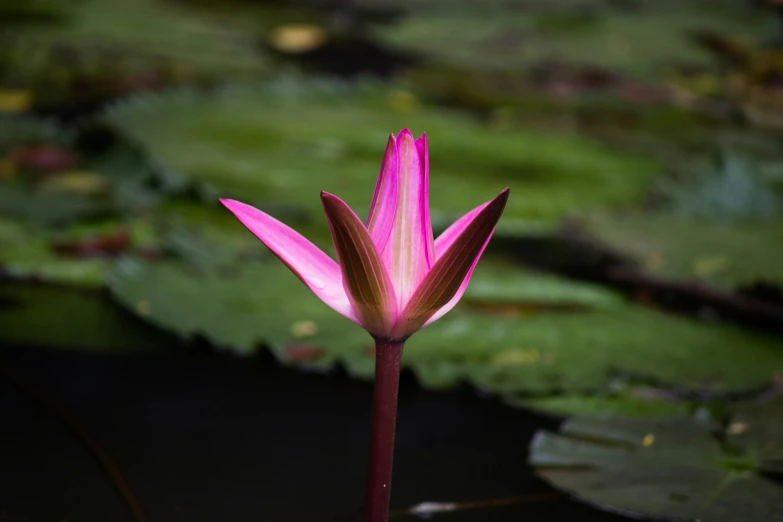 pink flower with green leaves near the ground