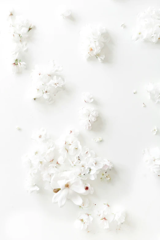 this is a picture of white flowers arranged together